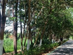 -合肥滨湖国家森林公园