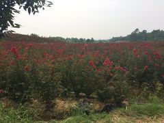 -紫颐香薰山谷景区