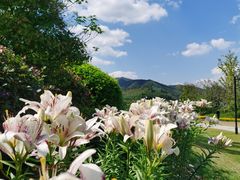 -径山花海