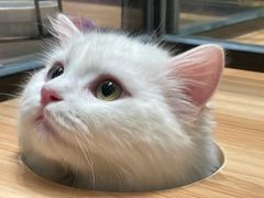 -袖虎·猫馆(体育西路店)