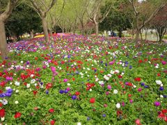 -上海鲜花港