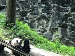 -都江堰中华大熊猫苑