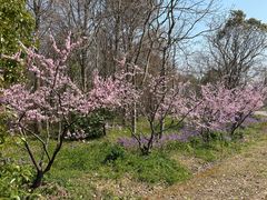-上海海湾国家森林公园