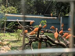 -深圳野生动物园