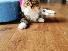 -东方名猫馆·英短金渐层布偶猫舍(环线广场1号楼店)