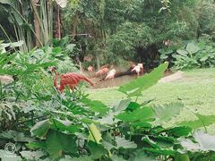 -深圳野生动物园