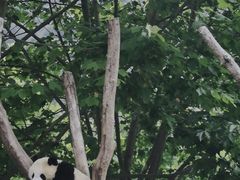 -卧龙中华大熊猫苑神树坪基地