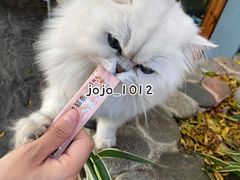 -喵屿·大理花园猫咖