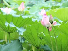 IMG_3250-荷香居(洞企石路店)
