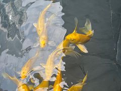 -觀芷隐轩