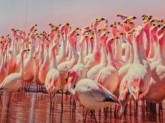 -罗红摄影艺术馆