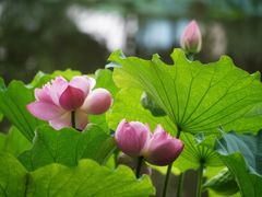 -陈家山荷花公园