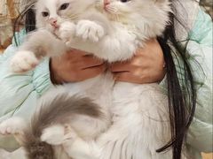-楼上猫咖(罗湖店)
