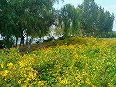 景点-丁香湖公园