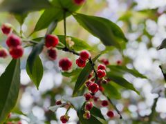 -东山雕花楼