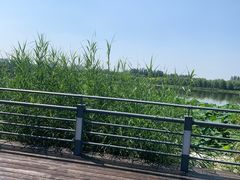 -大兴滨河森林公园