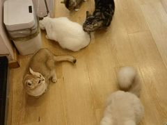 -猫咪派对(江南西店)