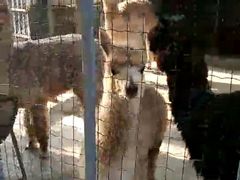 -意大利农场度假村