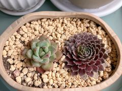-花鸟鱼虫鲜花绿植市场(玉泉路店)