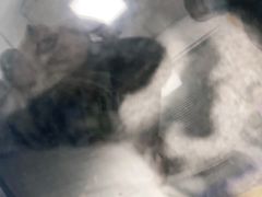-宠福鑫康馨动物医院·骨科·眼科