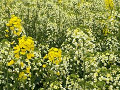 -中国天府农业博览园