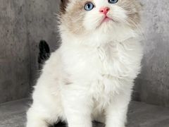 -小猫来了·猫舍(红山六九七九店)