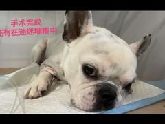 -北京派仕佳德动物医院·超导核磁·CT·神经科·骨科·内外科·急重症管理中心