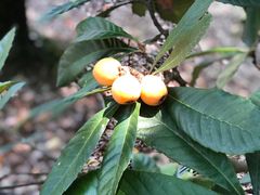 -塘栖枇杷特色园区