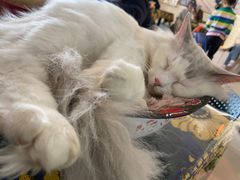 -平行世界·猫咖(首经贸店)