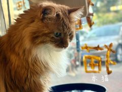 -平行世界·猫咖(首经贸店)