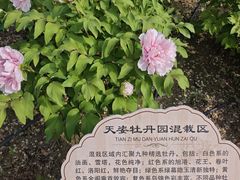 -太阳宫公园