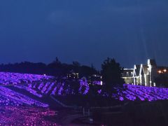 -大塘金香草谷