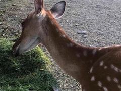 -安德鲁户外烧烤帐篷营地(马泉营店)