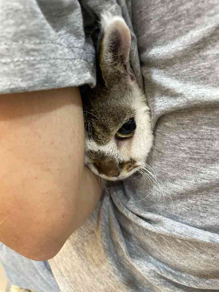 babydoll宠物生活馆·猫舍(尚嘉中心店)-"【项目】其他公司对面,吃完