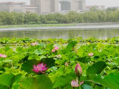 -莲花池公园