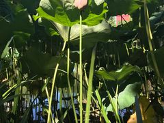 -陈家山荷花公园