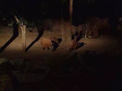 -清迈夜间动物园