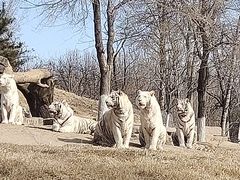 -北京野生动物园