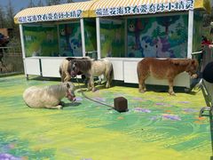 -荷兰花海