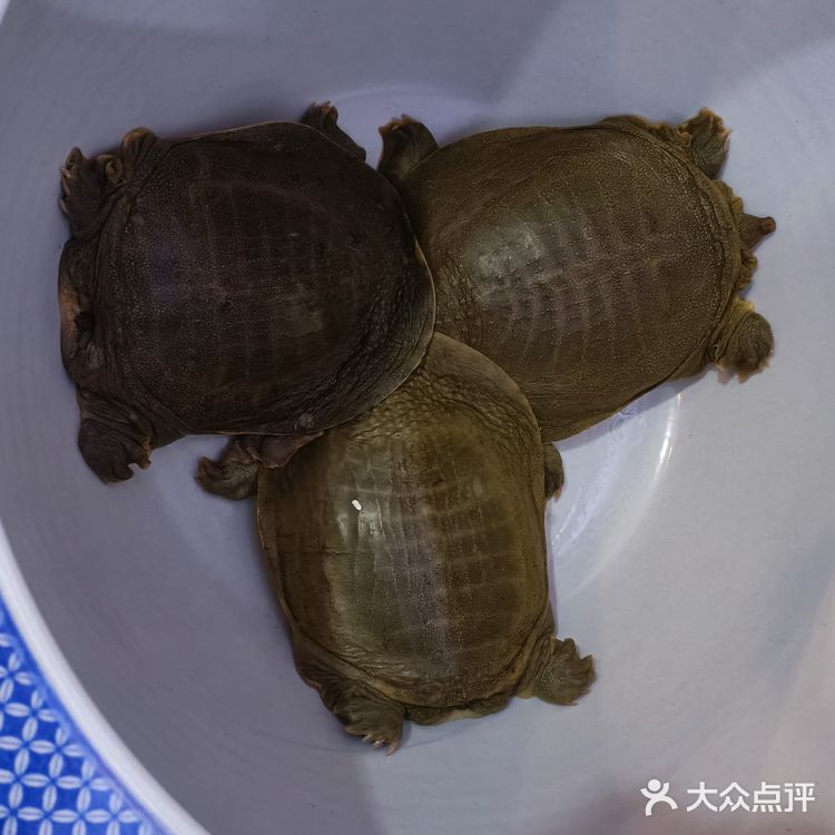 湖北特色荆州甲鱼