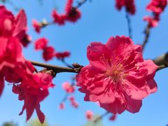 -海棠花溪(元大都城垣遗址公园)