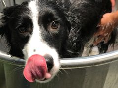 -PETKIT 小佩宠物·低压洗护·美容·寄养(安远店)