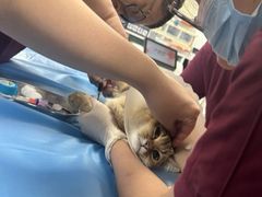 -纳吉亚猫专科动物诊疗中心(蒋宅口分院)