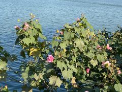 -西湖外事游船(花港观鱼码头)