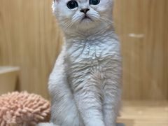 -屋虎猫馆(宝安大仟里店)