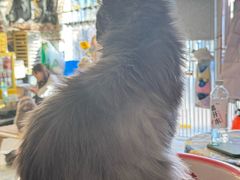 -平行世界·猫咖(首经贸店)