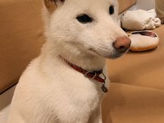 -柴务处·柴犬主题狗咖