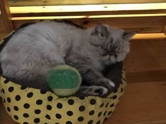 -喵园·猫主题咖啡厅·撸猫·猫咖(国贸店)