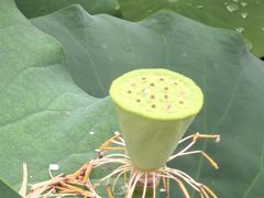 -莲花池公园