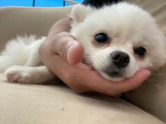 -怪兽屋·羊驼·猫咖·狗咖(俊华广场店)